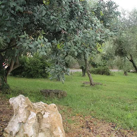 Cordovani *