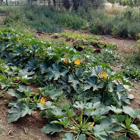 Gospodarstwo agroturystyczne Cordovani Magliano in Toscana