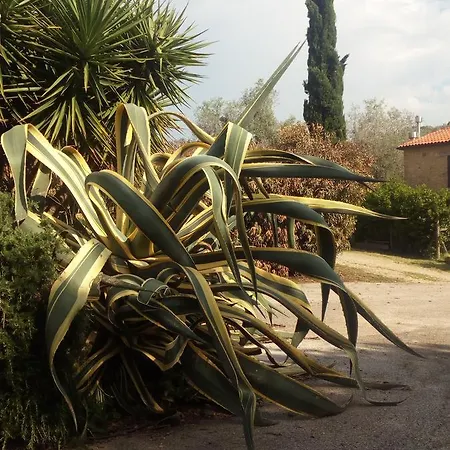 Cordovani